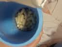 小鹿蓝蓝推荐婴幼儿泡芙条 6个月以上宝宝零食手指泡芙冻干条 【6月+低敏无麸质】有机香蕉味泡芙条1罐/23g 实拍图