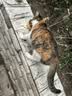 欧恩焙加拿大自营猫粮进口幼猫成猫全价无谷烘焙鱼肉味5磅【2.27kg】 实拍图