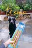 疯狂小狗中大型犬狗粮成幼犬40斤宠物边牧金毛拉布拉多鸡肉燕麦20kg囤货装 实拍图