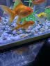 派乐特鱼缸底砂造景石头子五彩石溪流石水族箱龟缸多肉装饰彩色雨花五斤 实拍图