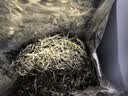 七春2026绿茶信阳毛尖新茶河南特产小罐装冷泡茶品鉴茶叶100g 实拍图