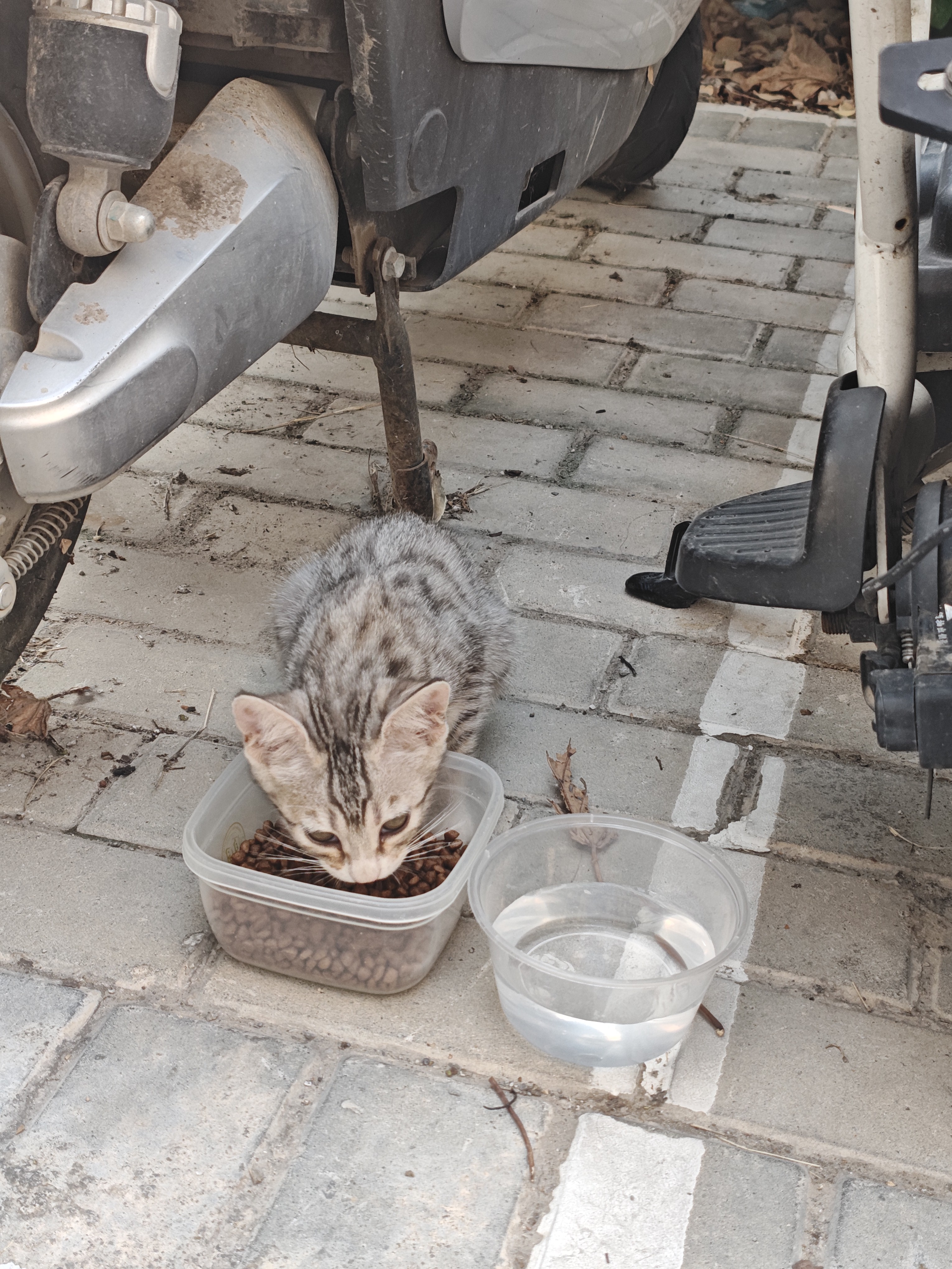 亿迪 猫粮幼猫1-4月12月全价奶糕蓝猫英短美短小猫专用离乳期3斤 实拍图