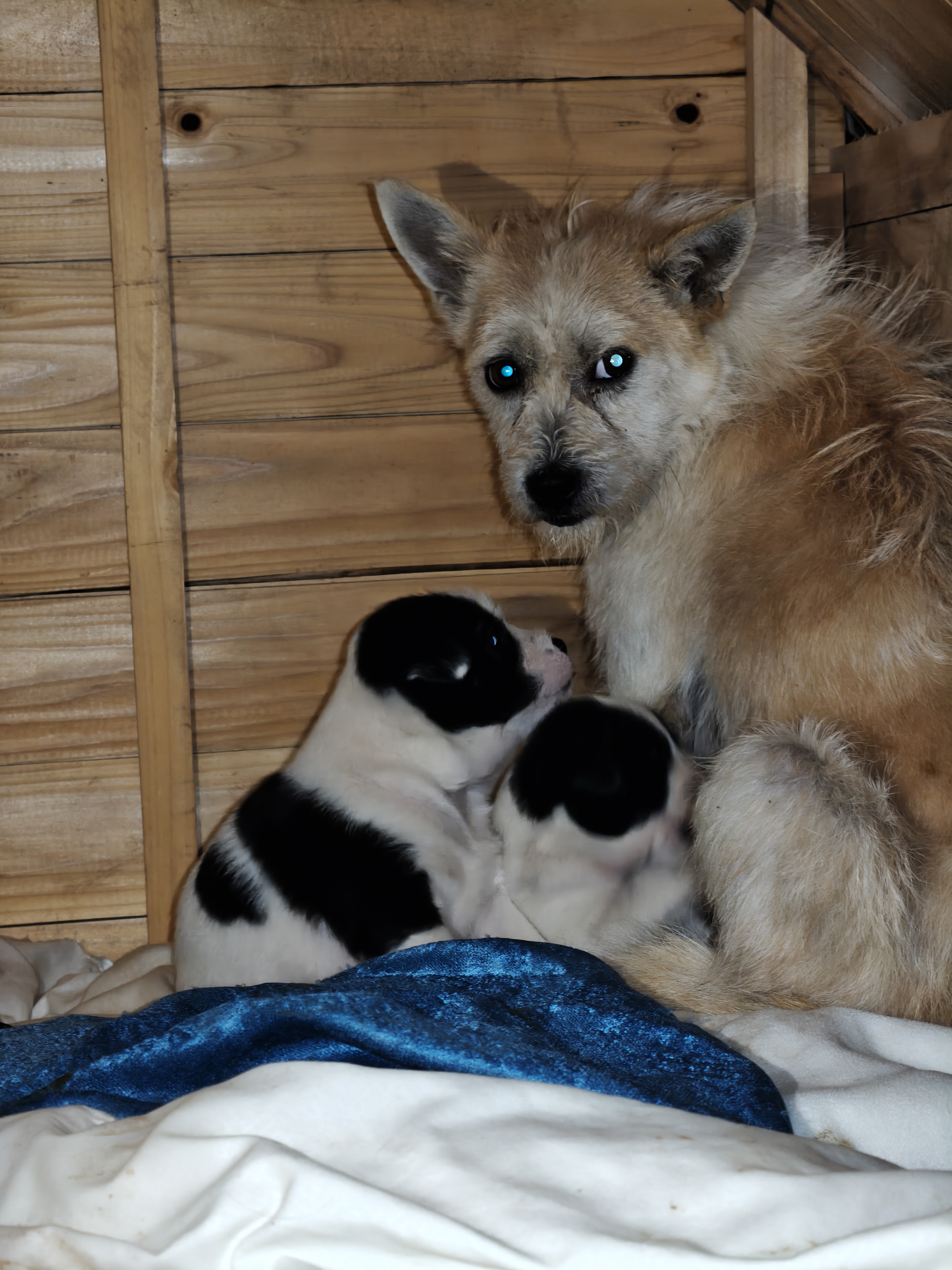 网易严选犬粮 全价冻干三拼狗粮幼犬成犬小型中大型犬通用泰迪 牛肉 500g 实拍图