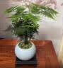 花行榜文竹盆栽绿植物室内客厅中式禅意盆景办公室摆件高端花卉源头直发 实拍图