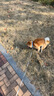 京东京造【鲜肉系列】无谷中小型犬犬粮4kg（2kg*2） 实拍图