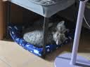 皇家猫粮 成猫猫粮 营养均衡 F32 通用粮 1-7岁 15KG 实拍图