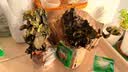 柠檬薄荷盆栽可食用迷迭香薄荷叶苗驱蚊草水培好养花卉室内绿植物 中盆薄荷2盆(原土无盆)+2营养液 含盆 实拍图