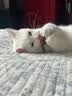 憨憨乐园猫玩具吱吱鼠猫咪自嗨解闷神器逗猫幼猫小猫玩具逗猫棒老鼠玩具 实拍图
