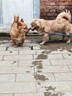 好主人狗粮 全犬种通用成犬粮2.5kg泰迪金毛拉布拉多比熊天然粮5斤/20斤 【超值囤货】全犬种成犬粮20斤 实拍图