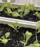 美益棵营养土养花通用型8L园艺专用种菜蔬菜多肉盆栽绿植种植泥炭土壤 实拍图