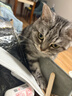 皇家k36猫粮4.5kg+pidan经典混合豆腐猫砂2.4kg*4包 超值组合套装 实拍图