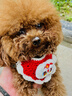 Sashas旗舰萨沙鲨鱼软骨素关节保护猫犬软骨骨骼呵护宠物关节日常保健 萨沙胶囊 30粒*1瓶 【猫犬通用】 实拍图
