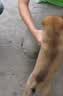 雷米高（RAMICAL）澳宝鲜肉注浆幼犬粮金毛狗粮通用型泪痕幼犬狗粮500g 实拍图