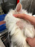 普安特猫藓猫癣狗狗皮肤病狗癣真菌感染宠物专用喷剂喷雾瘙痒溃烂皮普特 实拍图