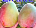 壹萌果蔬凯特芒芒果 当季现摘四川大芒果新鲜水果水仙青芒果整箱送礼 9斤至臻果【单果400g+】 净重8斤 实拍图