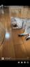 欢宠网猫薄荷球猫玩具猫咪磨牙棒逗猫自嗨解闷神器磨牙猫猫小猫幼猫宠物 实拍图