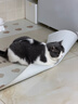 pidan猫砂 豆腐猫砂2.4kg*6包强力吸臭纯猫砂 可冲厕所非膨润土砂 实拍图