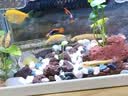 派乐特鱼缸底砂造景石头子五彩石溪流石水族箱龟缸多肉装饰彩色雨花五斤 实拍图