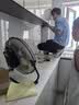 林内（Rinnai）【小蛮腰Pro plus】16升极光灰燃气热水器  超能恒温芯 恒温热水器上门安装 16GD33（JSQ31-GD33） 实拍图
