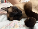 生生不息宠物零食猫犬通用 冻干猪心80g 实拍图