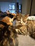 Orijen渴望猫粮 成猫幼猫粮 六种鱼肉美毛无谷全价进口5.4kg效期27/1 实拍图