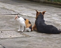 宠莱克驱虫喷雾500ml 宠物猫狗跳蚤幼犬宠物除螨虫蚊虱蜱虫室内户外遛狗 实拍图
