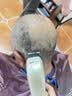 奥克斯（AUX）理发器理发电推子理发店专用剃头理发器推子理发男士家用电推剪理发神器自己剪电动理发推子长线款 标配+双钢剪+备用刀头 实拍图
