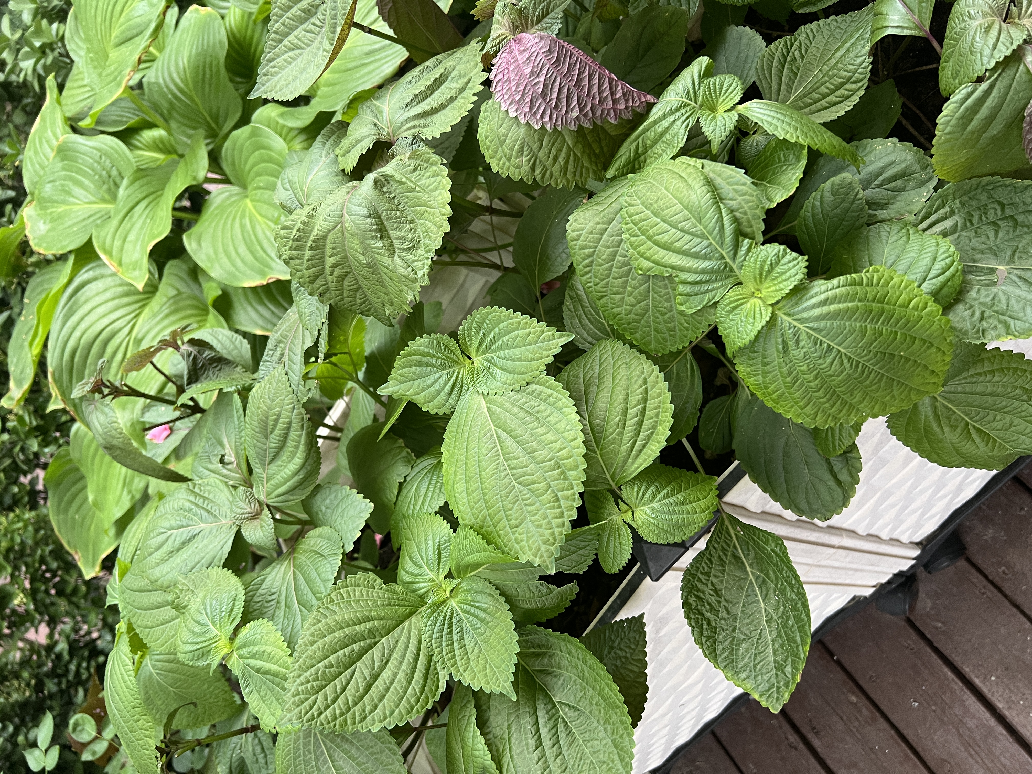 德沃多鸡粪发酵有机肥5KG通用家用种菜养花肥料果树绿植盆栽 实拍图