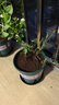 九千谷加仑花盆新高款1.8加仑树脂种菜盆居家绿植花盆22*22cm3个装8519 实拍图
