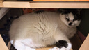 网易严选猫零食罐头猫用浓汤随享罐猫罐头 鱼肉磷虾40g*6罐 实拍图