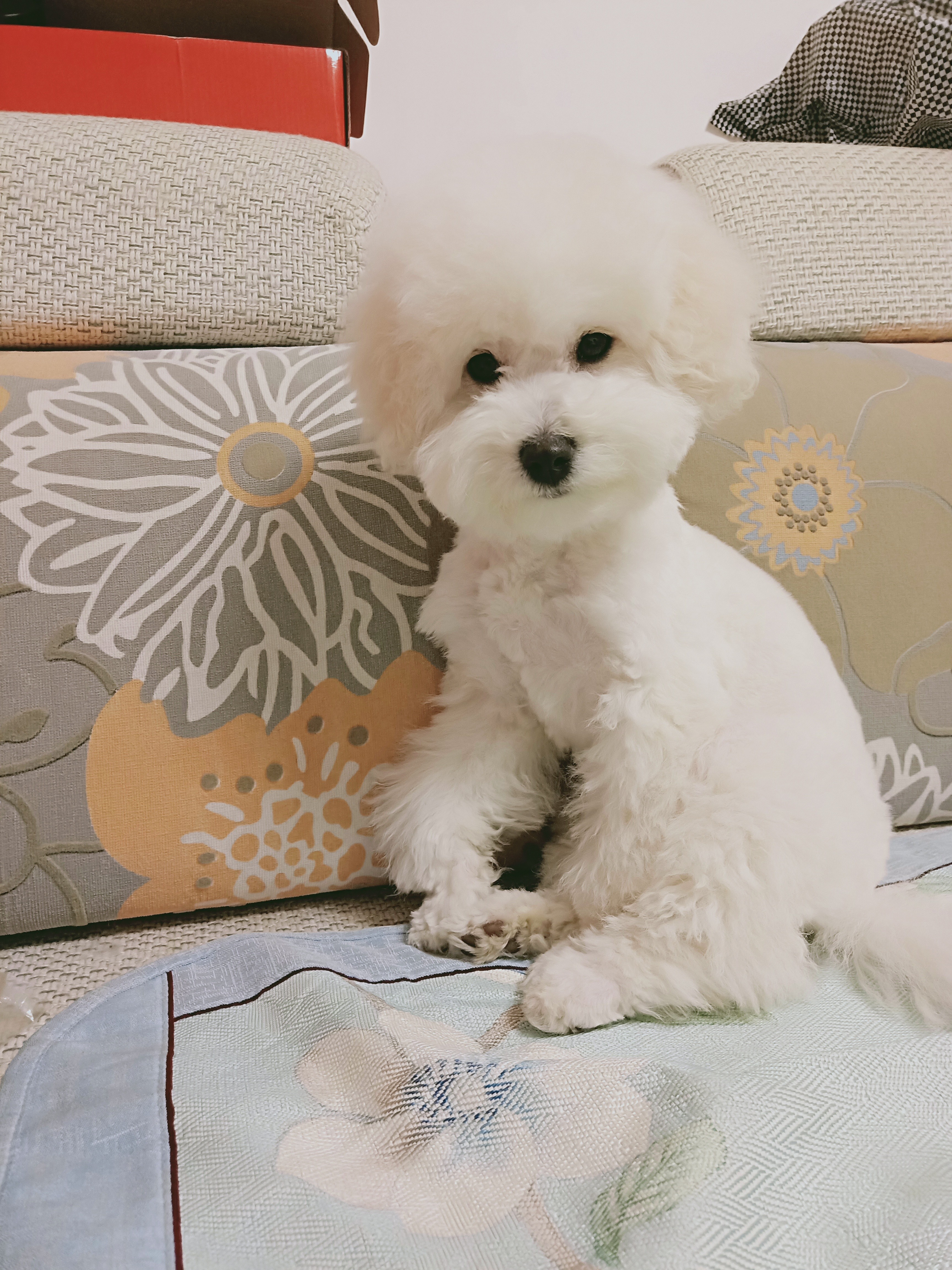 伯纳天纯小型成犬粮泰迪比熊博美天然粮樱桃味狗粮10kg/20斤 实拍图