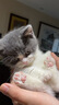皇家猫粮 成猫猫粮 营养均衡 F32 通用粮 1-7岁 4.5KG 实拍图