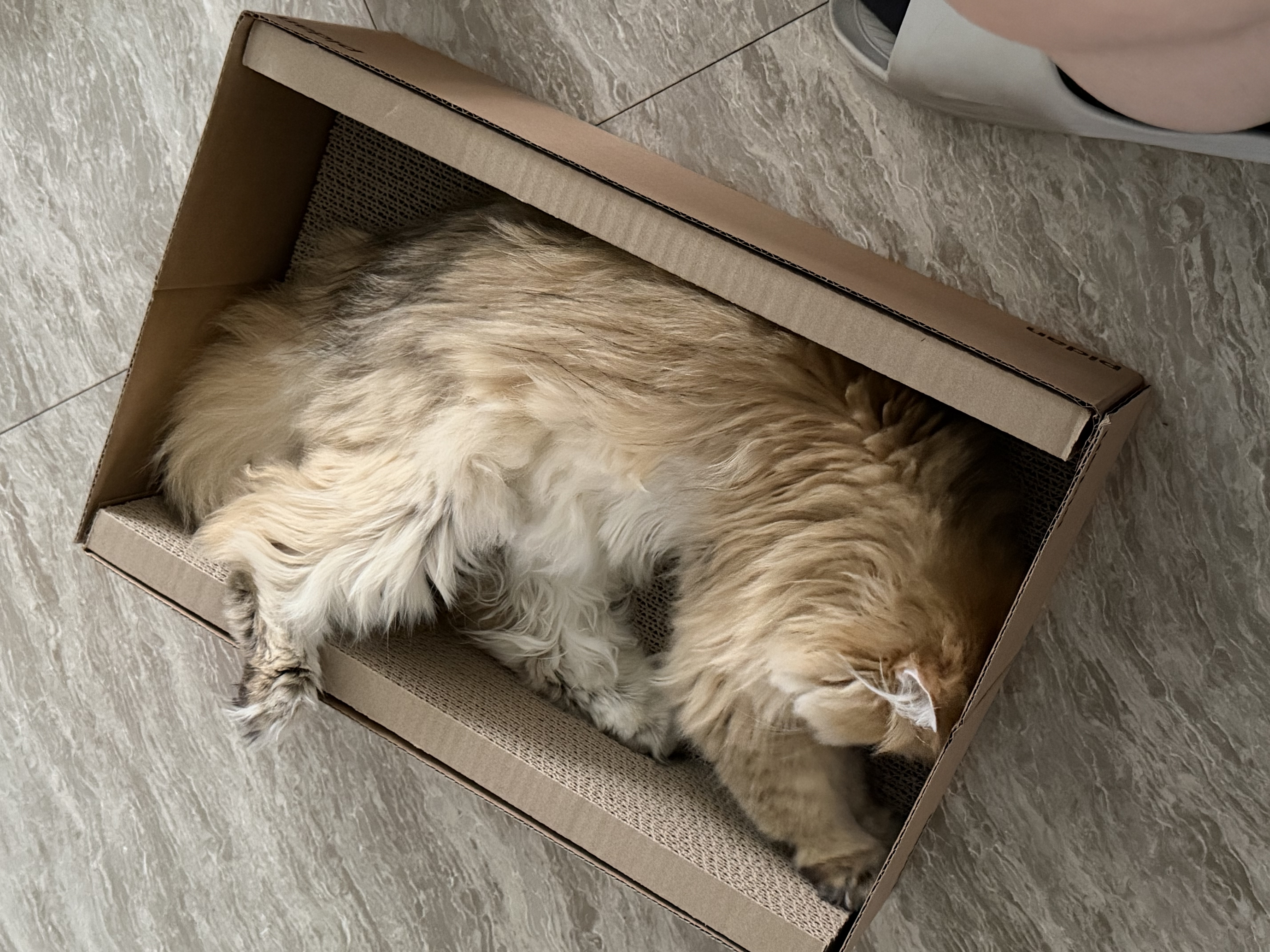 pidan猫抓板 纸盒款 瓦楞纸猫窝耐磨猫玩具 实拍图