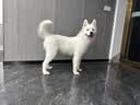 伯纳天纯经典系列中/大型幼犬犬粮 拉布拉多德牧金毛哈士奇通用15kg/30斤 实拍图