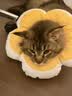 普安特宠物猫咪耳螨狗狗猫咪洗耳液滴耳液马拉色菌复方制霉菌素膏尔加分 实拍图