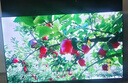 东芝电视65Z500QF 65英寸 Mini LED控光 144Hz 3+128GB 火箭炮音响 4K超清 家电国家补贴 实拍图
