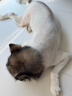 领先全价鲜肉烘焙狗粮中大型犬鸭肉梨犬粮10.8斤(新老包装随机发) 实拍图