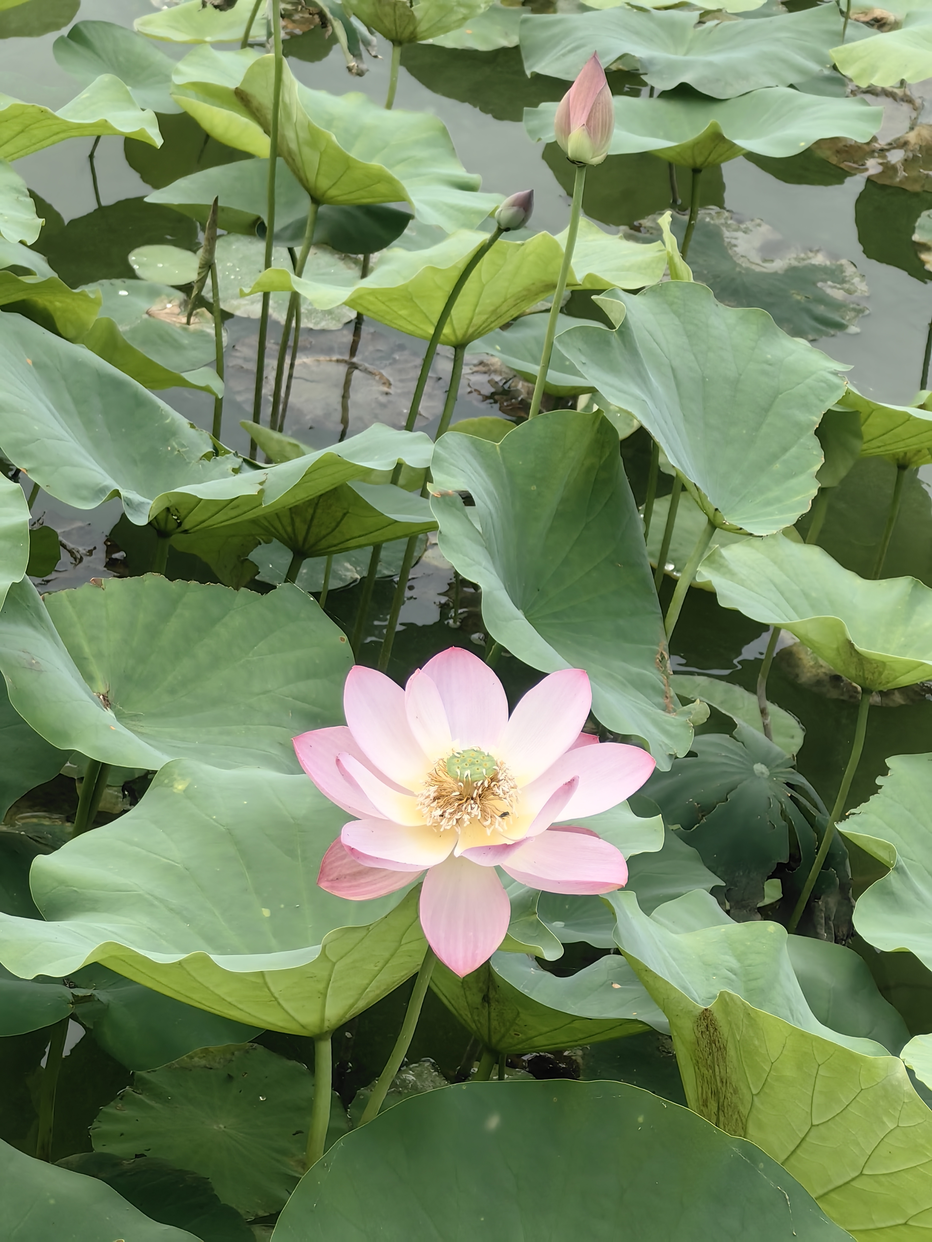 维特丝洗发水男女士专用去屑止痒控油持久蓬松留香洗头膏发露金榜第1名 实拍图