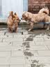 好主人狗粮 全犬种通用成犬粮2.5kg泰迪金毛拉布拉多比熊天然粮5斤/20斤 【超值囤货】全犬种成犬粮20斤 实拍图