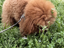 Sashas旗舰萨沙鲨鱼软骨素关节保护猫犬软骨骨骼呵护宠物关节日常保健 萨沙胶囊 30粒*1瓶 【猫犬通用】 实拍图
