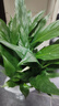年宵花【热销款】白掌一帆风顺盆栽水培植物绿植过年装饰摆件年货 特级白掌带花+繁星自吸盆 实拍图