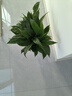 年宵花【热销款】白掌一帆风顺盆栽水培植物绿植过年装饰摆件年货 特级白掌带花+繁星自吸盆 实拍图