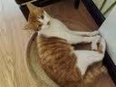 麦富迪猫粮 barf霸弗天然猫粮冻干生骨肉高蛋白成猫粮养胃增肌牛肉5.4kg 实拍图