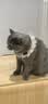 凯锐思猫罐头 猫零食红肉猫罐头【囤货装】猫咪营养罐头全阶段营养 【助力美毛】金枪鱼红肉170g*24罐 实拍图