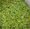 贡苑2026新茶 头采特级安吉白茶250g 正宗浙江明前春茶叶自己喝 实拍图