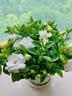花翁栀子花盆栽四季开花卉大全树苗室内绿植好养易活茉莉花源头直发 实拍图