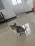 力狼 猫条猫零食 成幼猫通用宠物猫咪零食猫湿粮 鲜肉混合口味猫条15g*10支 实拍图