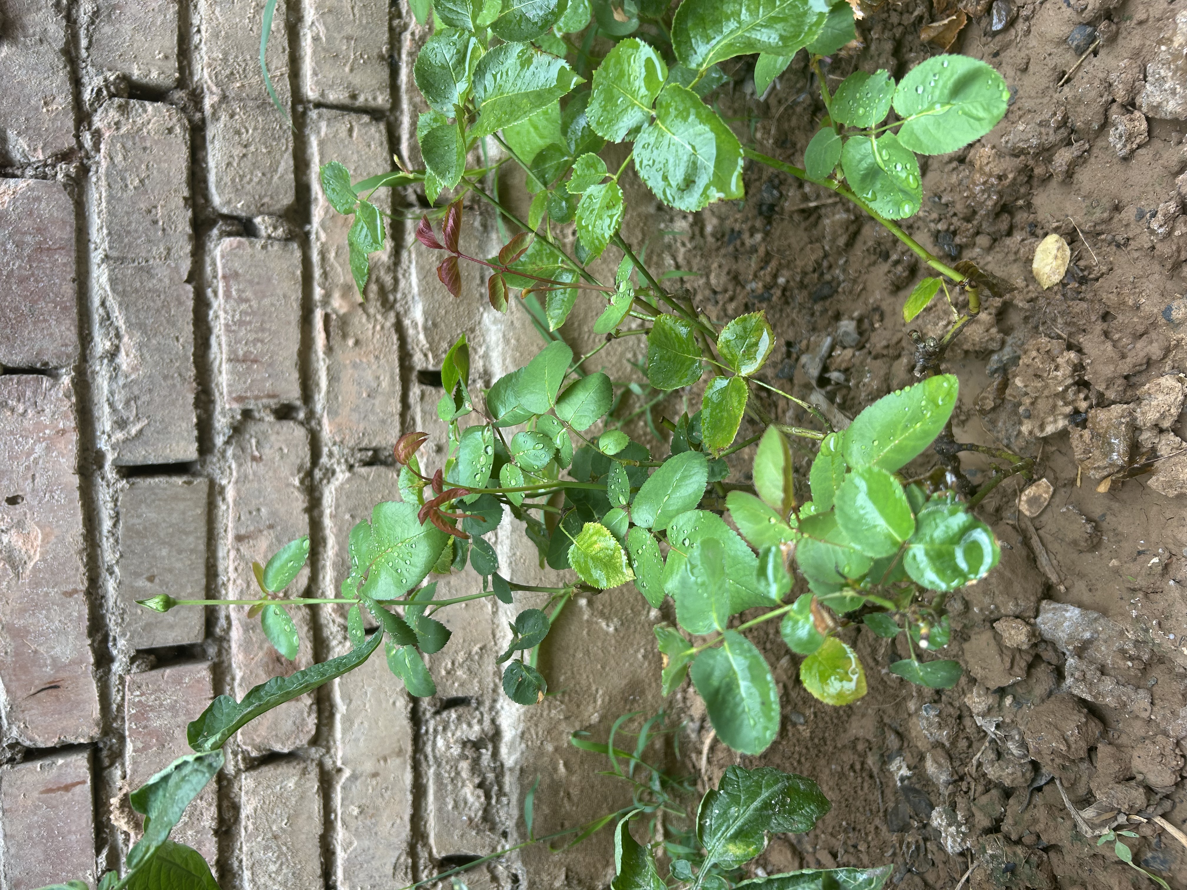 史丹利（STANLEY）复合肥蔬菜用农用种菜肥料花肥家用盆栽通用型养花化肥有机2.5斤 实拍图