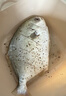 仙泉湖三去尖吻海鲈鱼1斤单条冷冻净膛金目鲈肉厚海鲜水产生鲜食材 实拍图