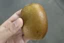 佳沛（zespri）新西兰阳光金果10个装单果重约103-114g 水果礼盒 猕猴桃 实拍图